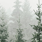 MOUNTAIN FOREST Coffee Mug Gallery Image 2