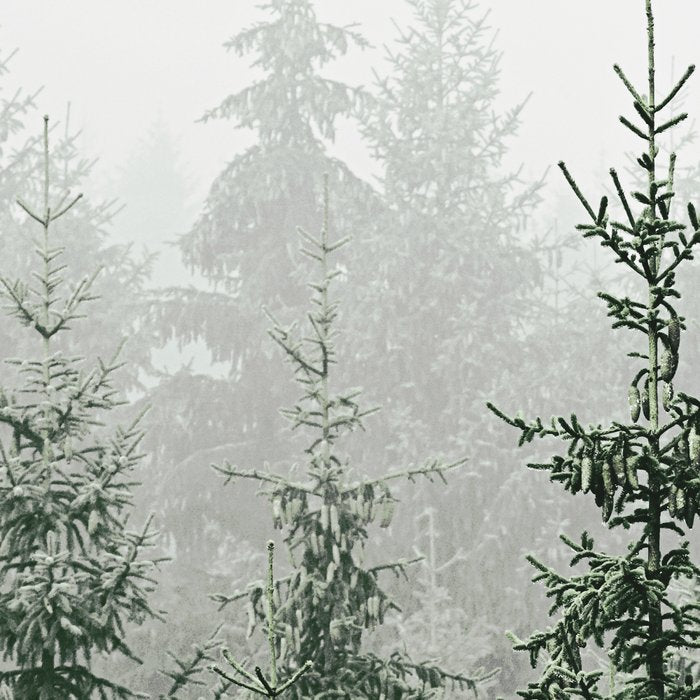 MOUNTAIN FOREST Coffee Mug Gallery Image 2