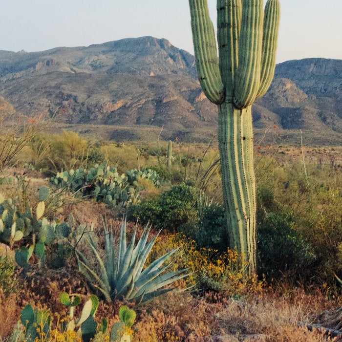 Spring in the Desert Coffee Mug Gallery Image 2