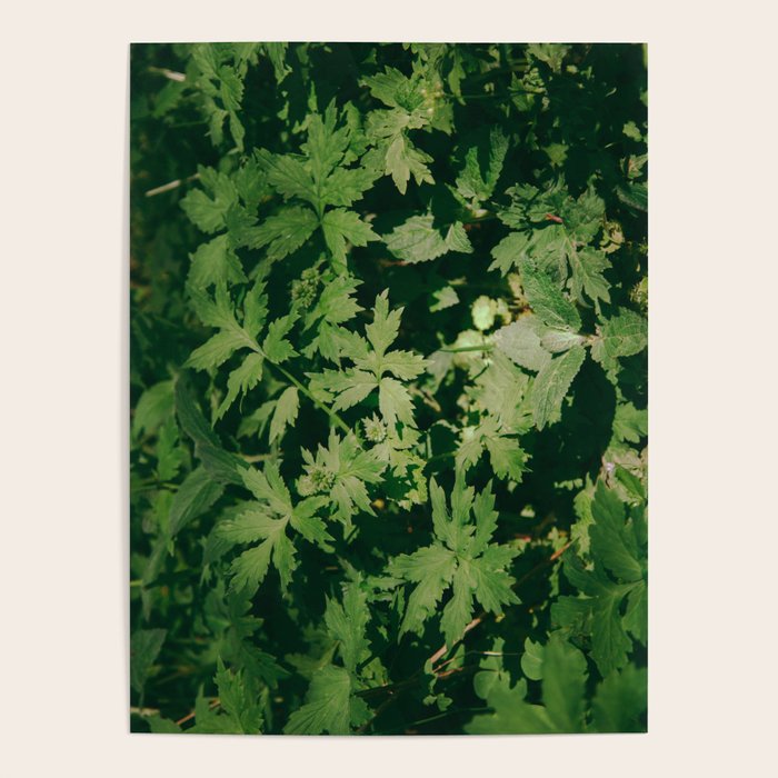 Some Greenery II Poster Gallery Image 4