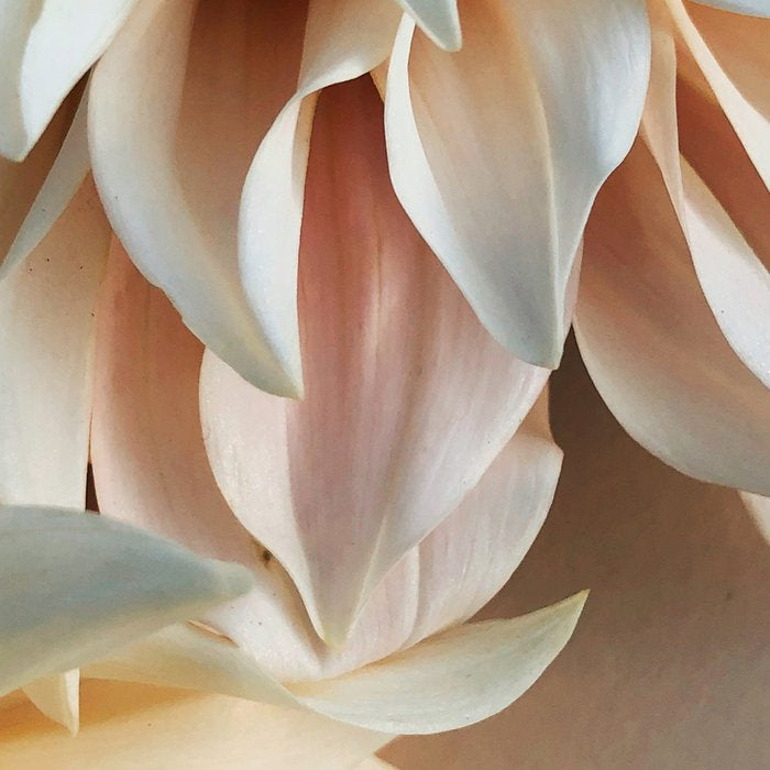 Find Your Tribe #3 - Modern Dahlia Botanical Photograph Coffee Mug Gallery Image 2