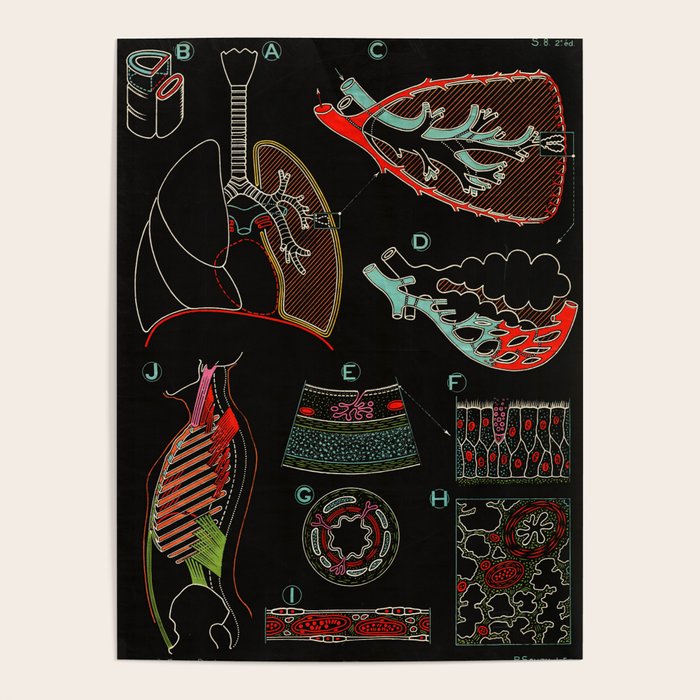 Paul Sougy: The Human Lung, 1957 (proceeds benefit The Nature Conservancy) Poster Gallery Image 4