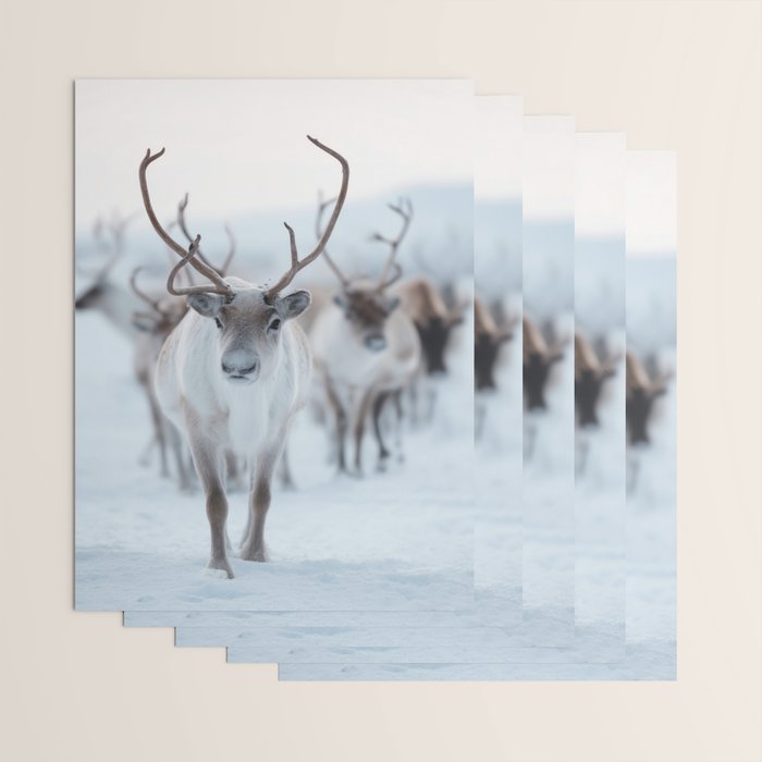Reindeer in the Snow - Nordic Wildlife Photography Print Wrapping Paper Gallery Image 3