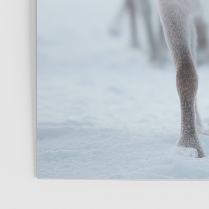 Reindeer in the Snow - Nordic Wildlife Photography Print Poster Gallery Image 3