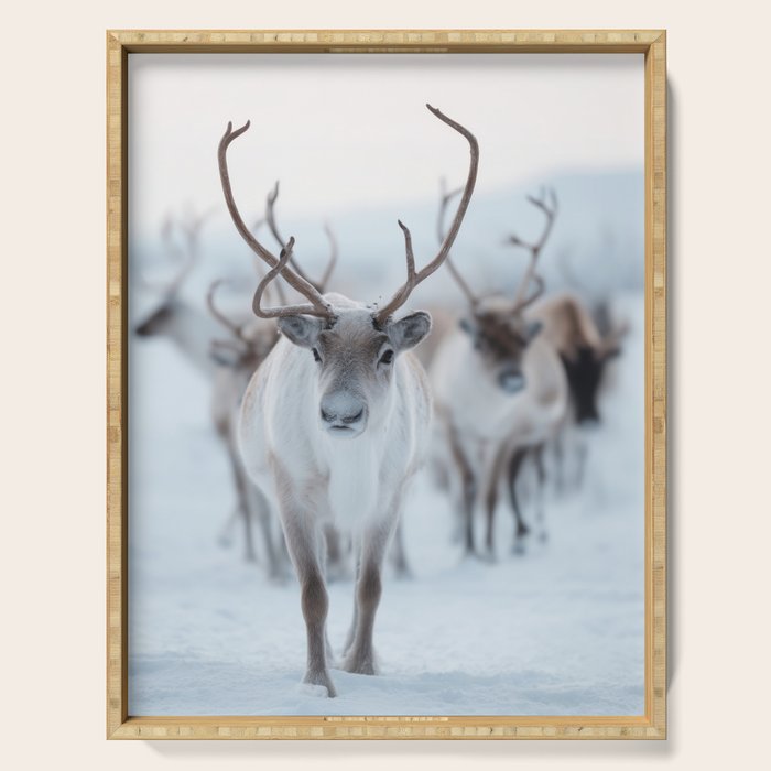 Reindeer in the Snow - Nordic Wildlife Photography Print Serving Tray Gallery Image 1