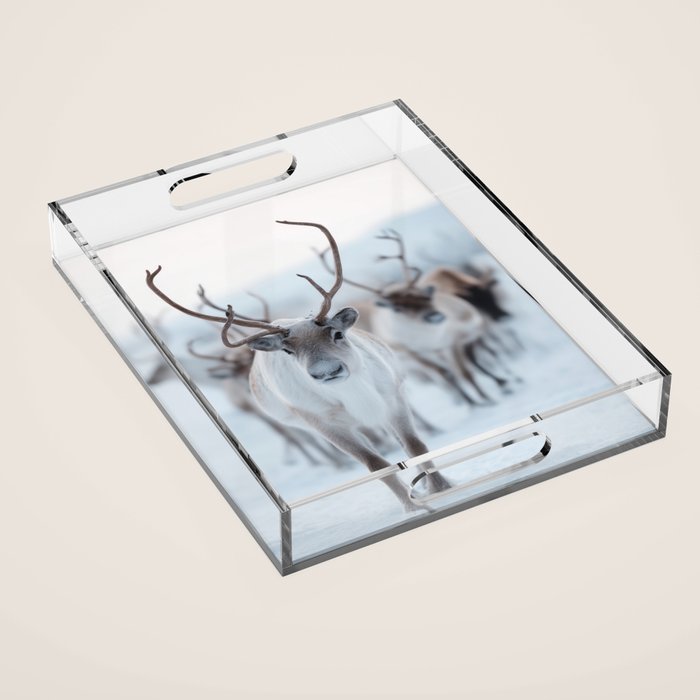 Reindeer in the Snow - Nordic Wildlife Photography Print Acrylic Tray Gallery Image 1