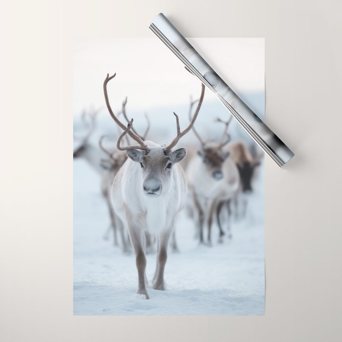 Reindeer in the Snow - Nordic Wildlife Photography Print Wrapping Paper Gallery Image 1