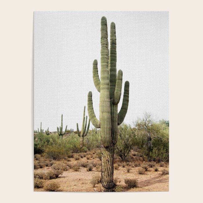 Arizona's Cactus Poster Gallery Image 4