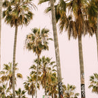 Palm Trees on Venice Beach - Los Angeles California Travel Photography Coffee Mug Gallery Image 2