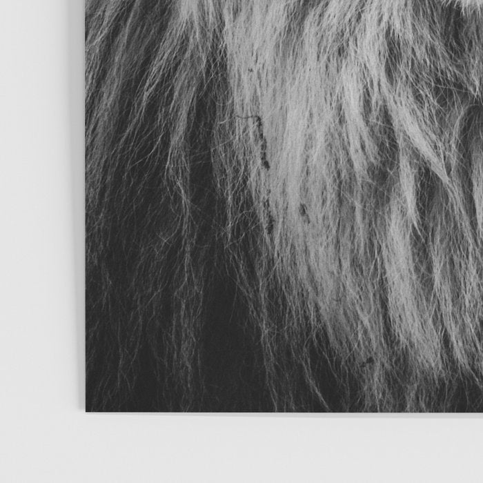 Fierce Lion Poster Gallery Image 3