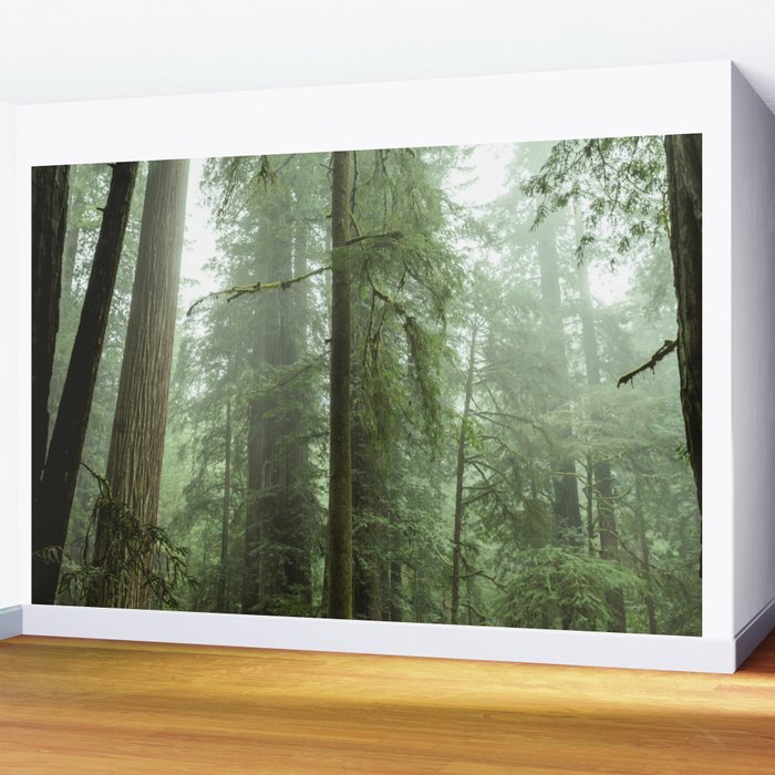 Redwood National Park - Misty Mountain Forest Adventure Wall Mural Gallery Image 2