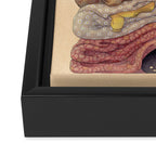 Princess and the Pea Framed Canvas Print Gallery Image 3
