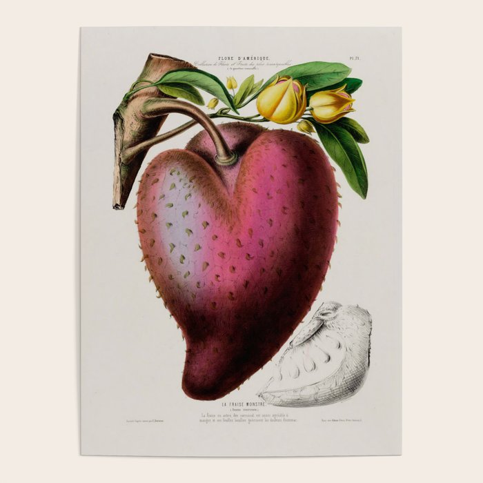 Soursop from "Flore dâAmÃ©rique" by Ãtienne Denisse, 1840s Poster Gallery Image 4