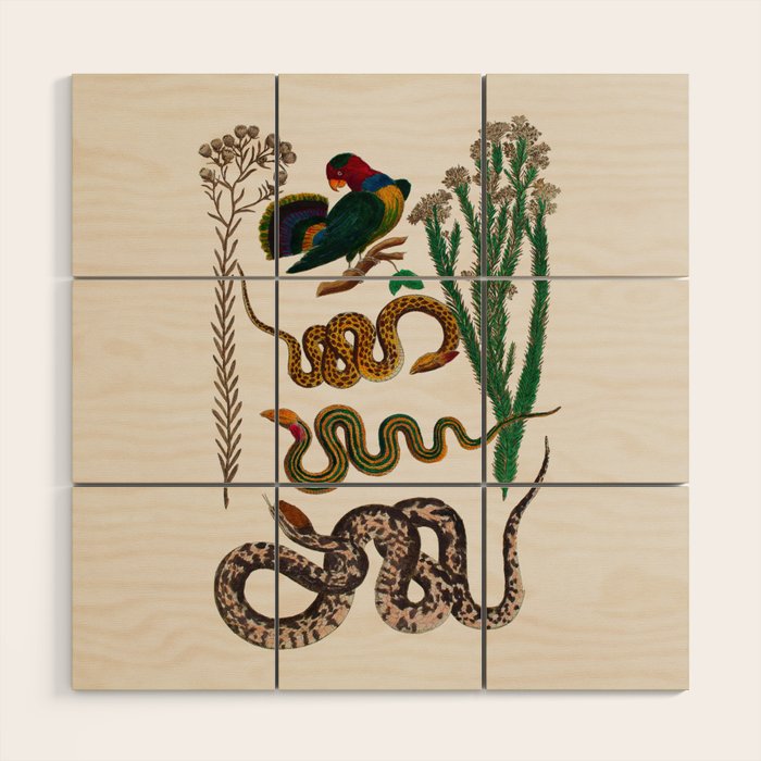 Snakes Birds Sunflower Art Print by Albertus Seba Wood Wall Art Gallery Image 1