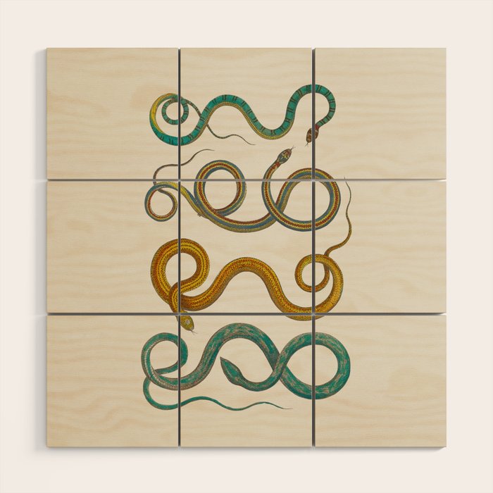 Albertus Seba Snakes Illustration Teal And Yellow Scales Wood Wall Art Gallery Image 1