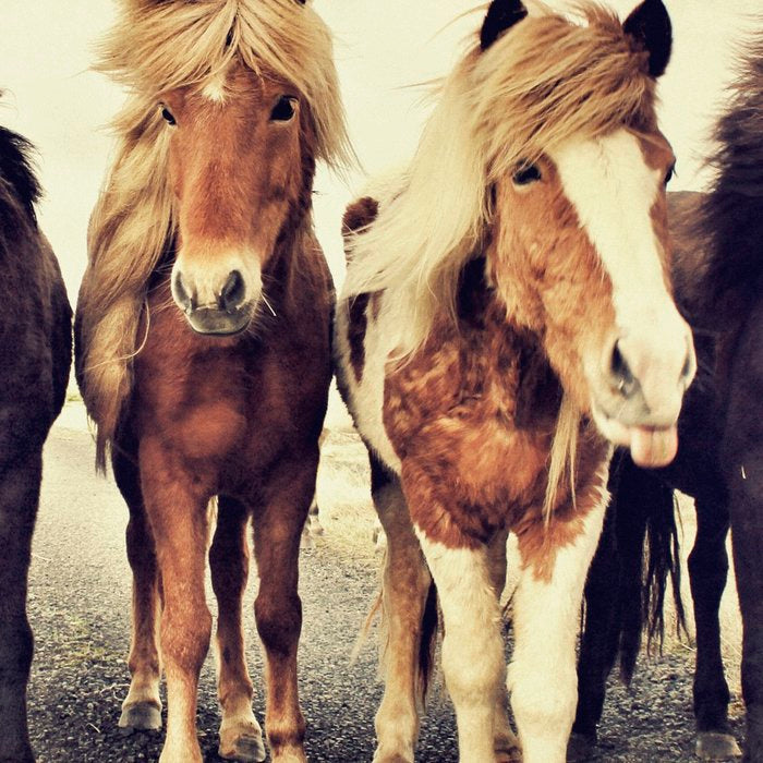 Horses Coffee Mug Gallery Image 2