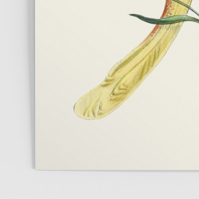 Vintage Yellow Moth with Wildflowers Natural History Insect Design Poster Gallery Image 3