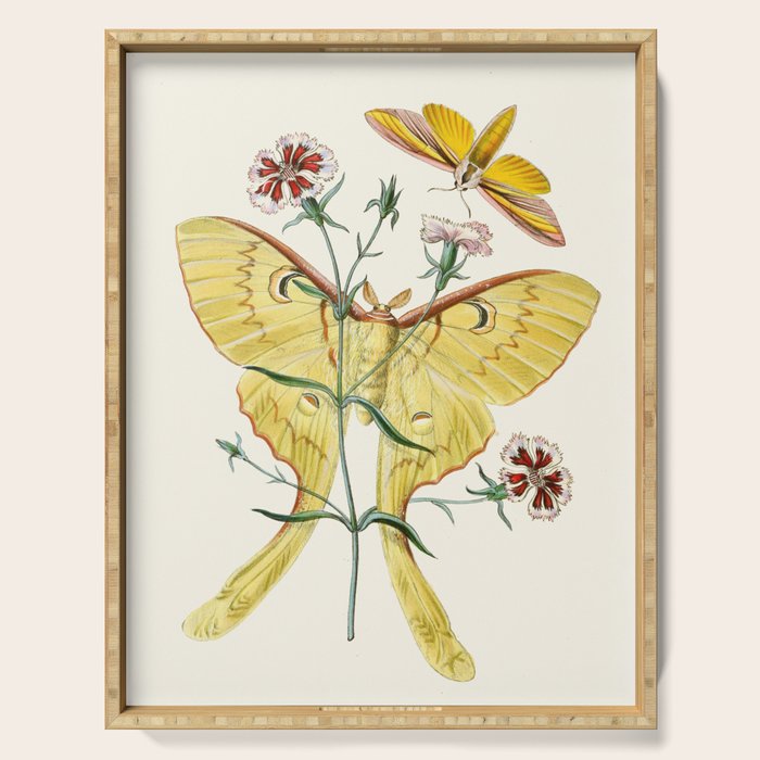 Vintage Yellow Moth with Wildflowers Natural History Insect Design Serving Tray Gallery Image 1