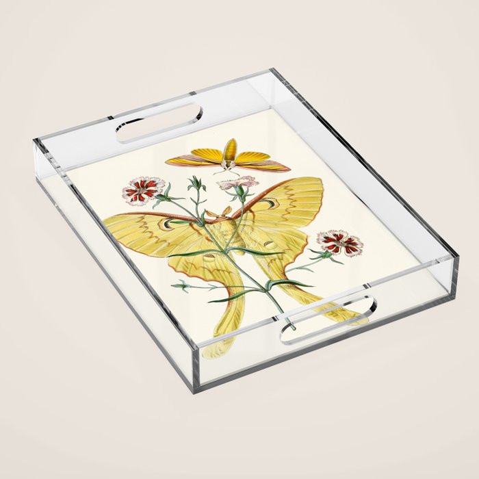 Vintage Yellow Moth with Wildflowers Natural History Insect Design Acrylic Tray Gallery Image 1