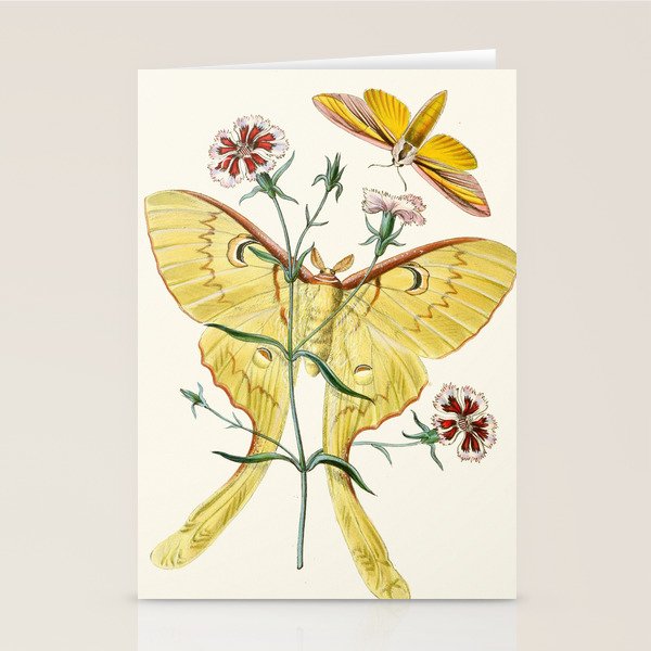 Vintage Yellow Moth with Wildflowers Natural History Insect Design Stationery Card Gallery Image 2
