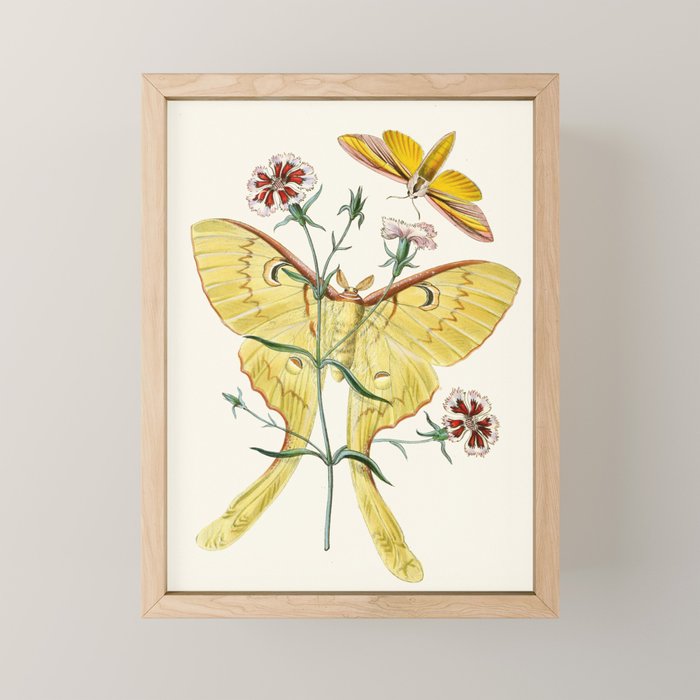 Vintage Yellow Moth with Wildflowers Natural History Insect Design Mini Art Print Gallery Image 1