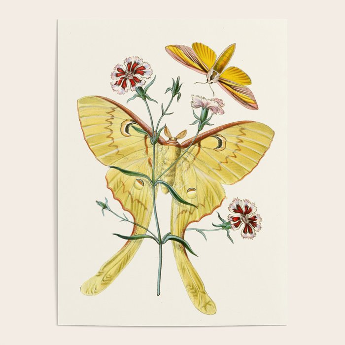 Vintage Yellow Moth with Wildflowers Natural History Insect Design Poster Gallery Image 4