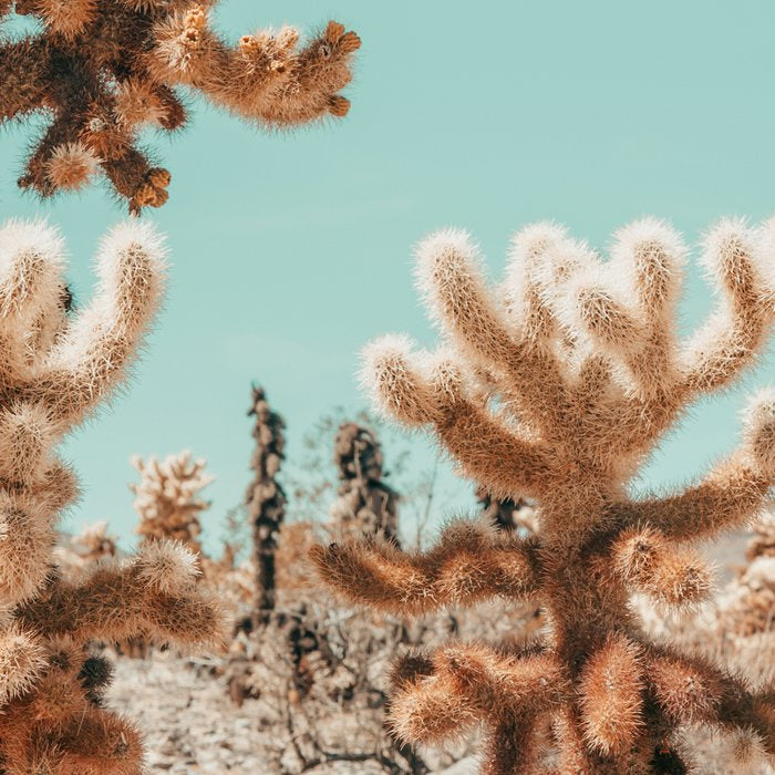 Cholla Cactus - Joshua Tree Desert Landscape, Nature Photography Coffee Mug Gallery Image 2