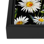 Floral Kingdom Cute White Daisy On Black Background Framed Canvas Print Gallery Image 3