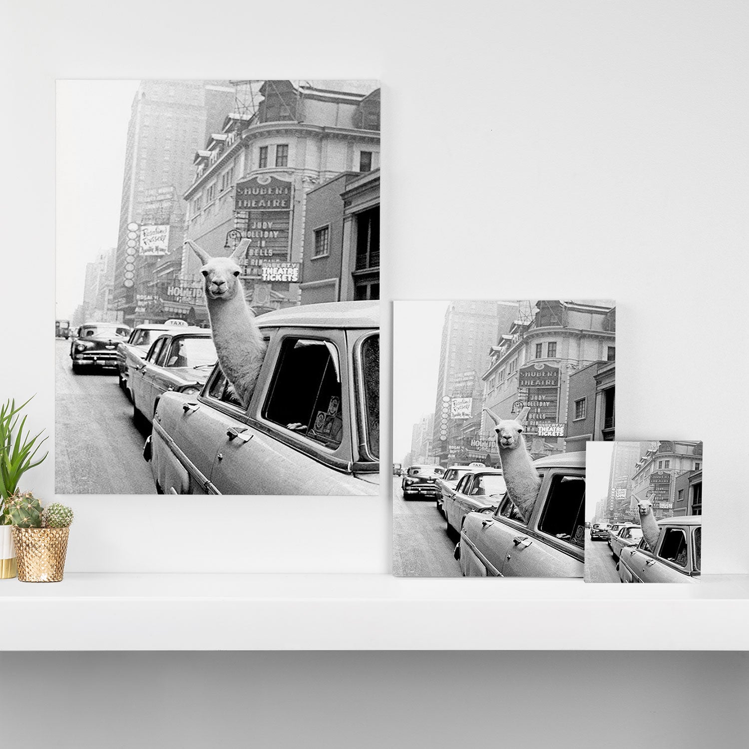  llama in times square print - a llama in times square-Llama Riding in Taxi, Black and White Vintage Canvas Print Gallery Image 3
