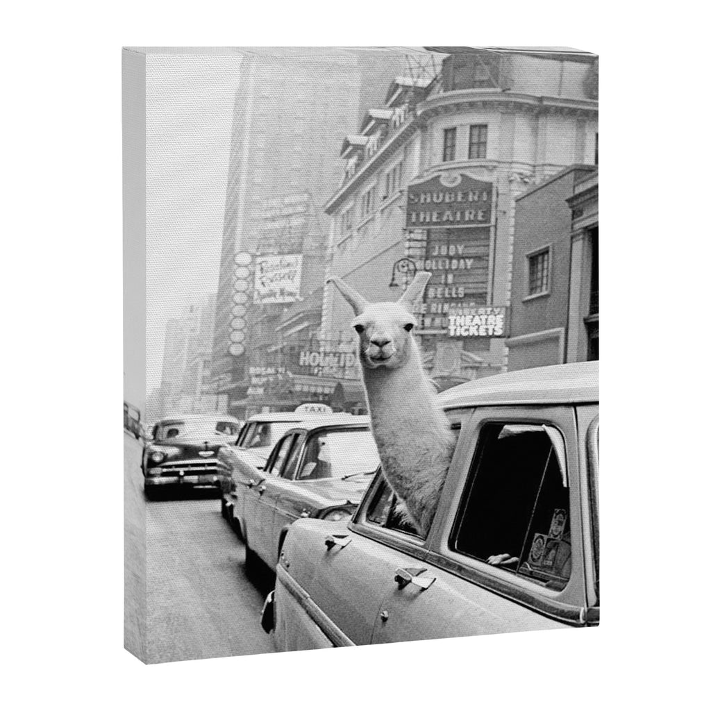  llama in times square print - a llama in times square-Llama Riding in Taxi, Black and White Vintage Canvas Print Gallery Image 3