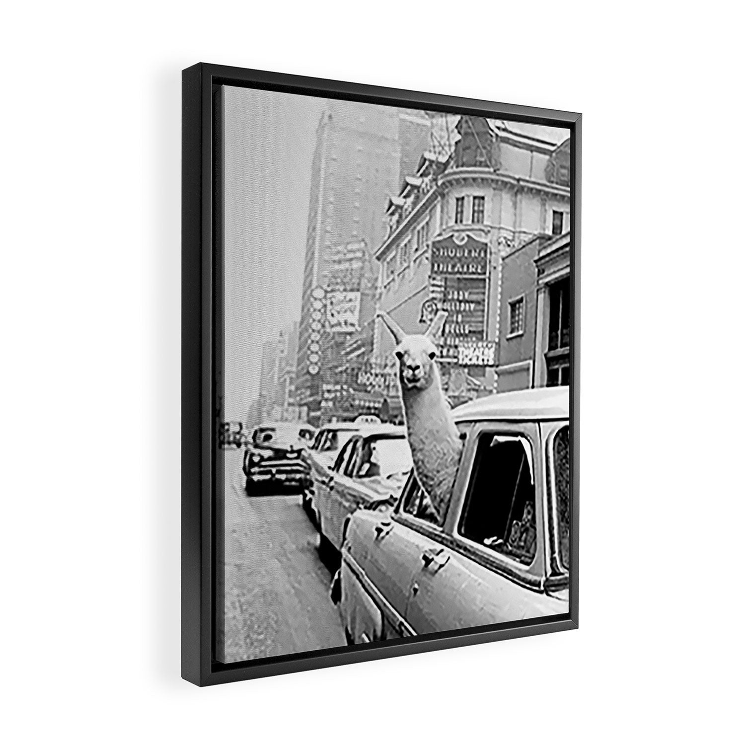  llama in times square print - a llama in times square-Llama Riding in Taxi, Black and White Vintage Framed Canvas Print Gallery Image 2