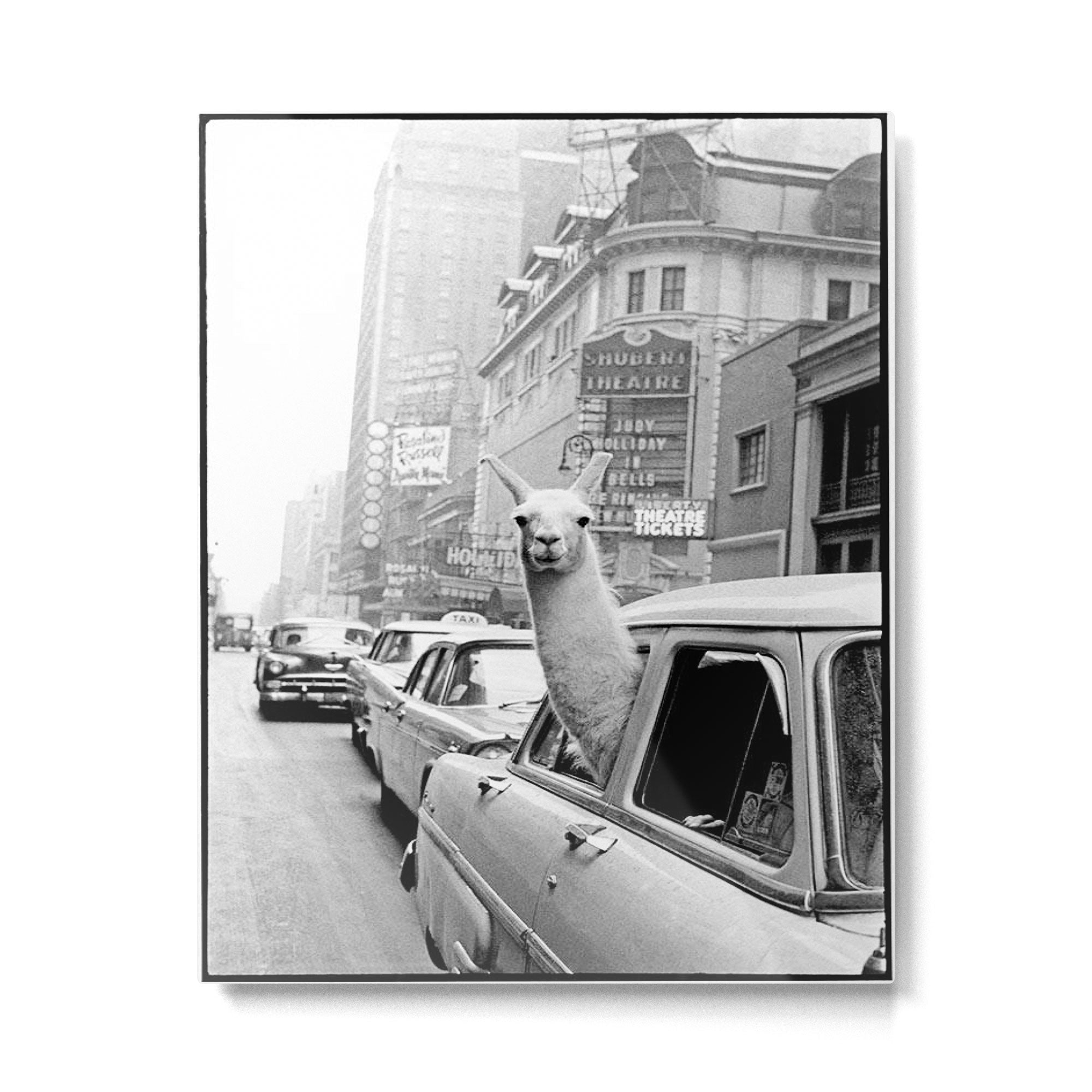  llama in times square print - a llama in times square-Llama Riding in Taxi, Black and White Vintage Metal Print Gallery Image 6