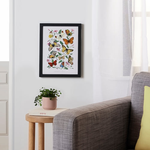 Butterfly & Moth By Paul Gervais Framed Poster