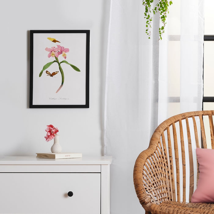 Cattleya Orchids By Paul Gervais Framed Poster