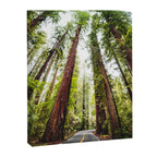 humboldt redwood forest Canvas Print Gallery Image 6