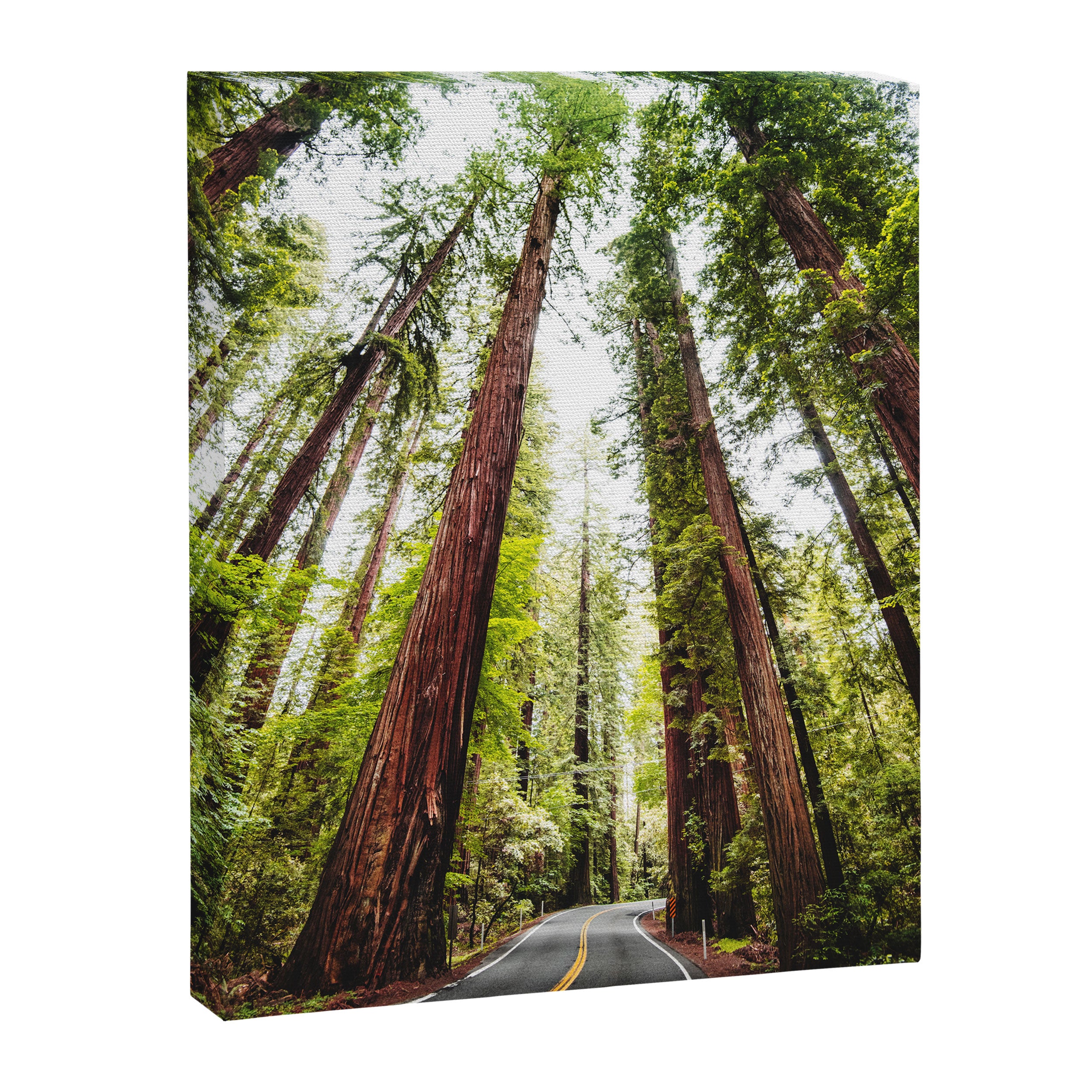 humboldt redwood forest Canvas Print Gallery Image 6