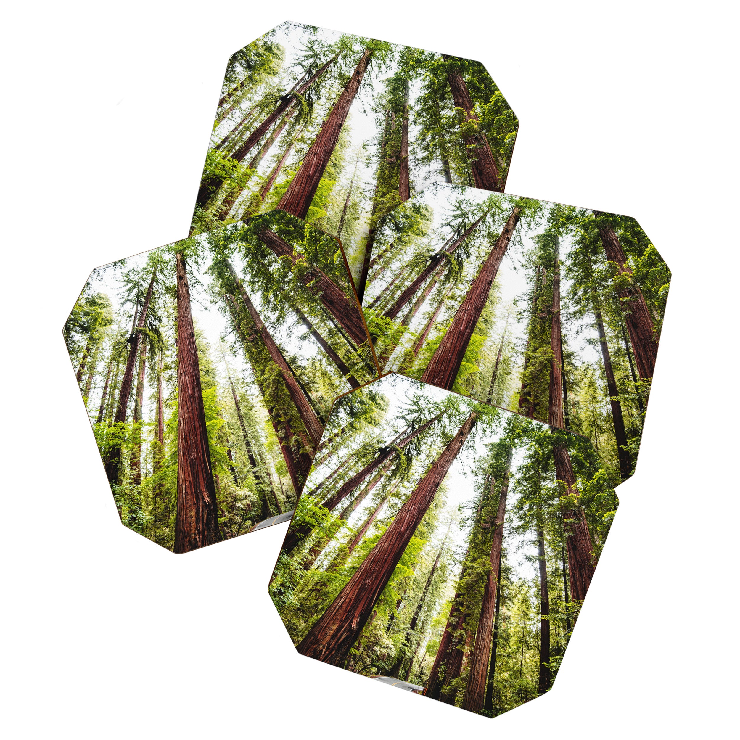 humboldt redwood forest Coaster Gallery Image 1