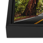 humboldt redwood forest Framed Canvas Print Gallery Image 3