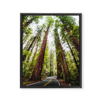 humboldt redwood forest Framed Canvas Print Gallery Image 6