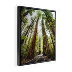 humboldt redwood forest Framed Canvas Print Gallery Image 2