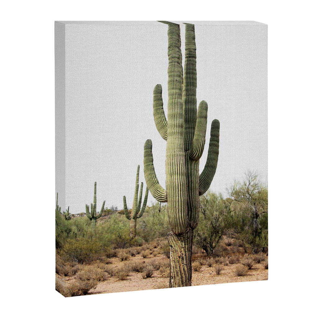 Arizona's Cactus Canvas Print Gallery Image 6