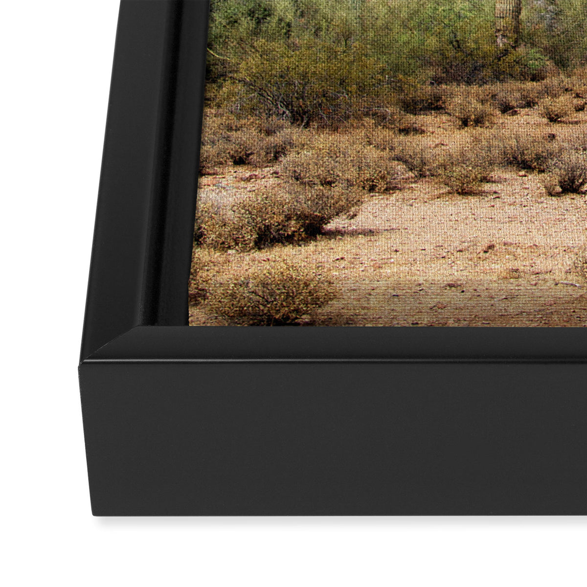 Arizona's Cactus Framed Canvas Print Gallery Image 3