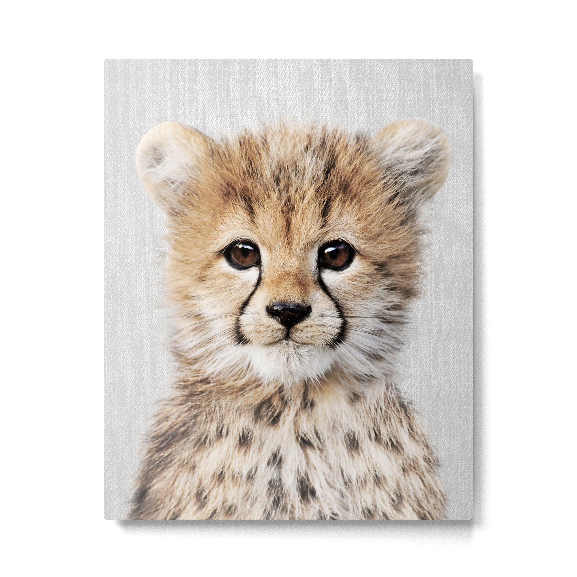 Baby Cheetah - Colorful Metal Print Gallery Image 6