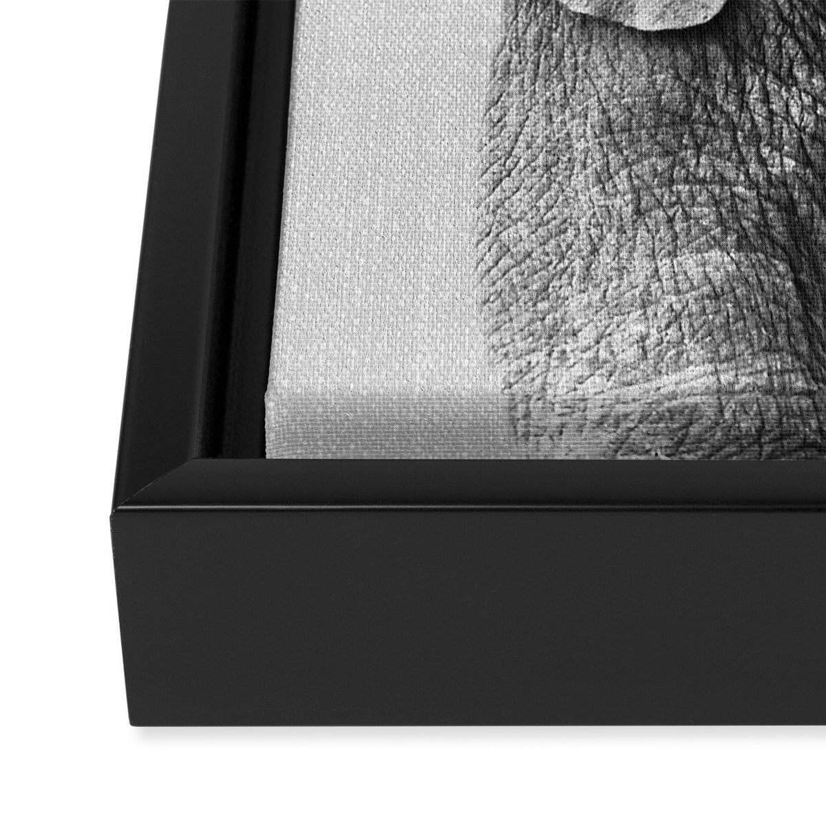Baby Elephant - Black & White Framed Canvas Print Gallery Image 3