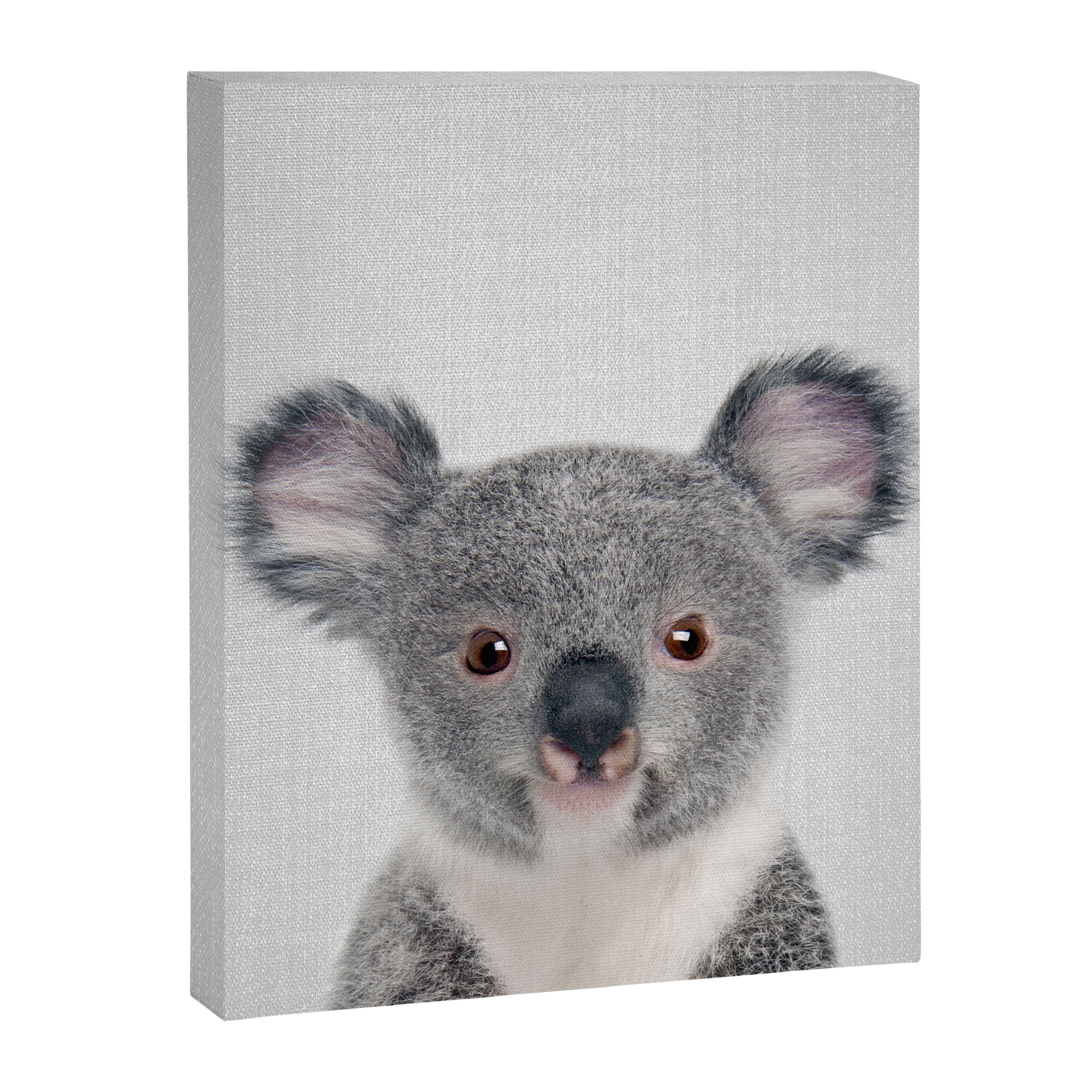 Baby Koala - Colorful Canvas Print Gallery Image 8