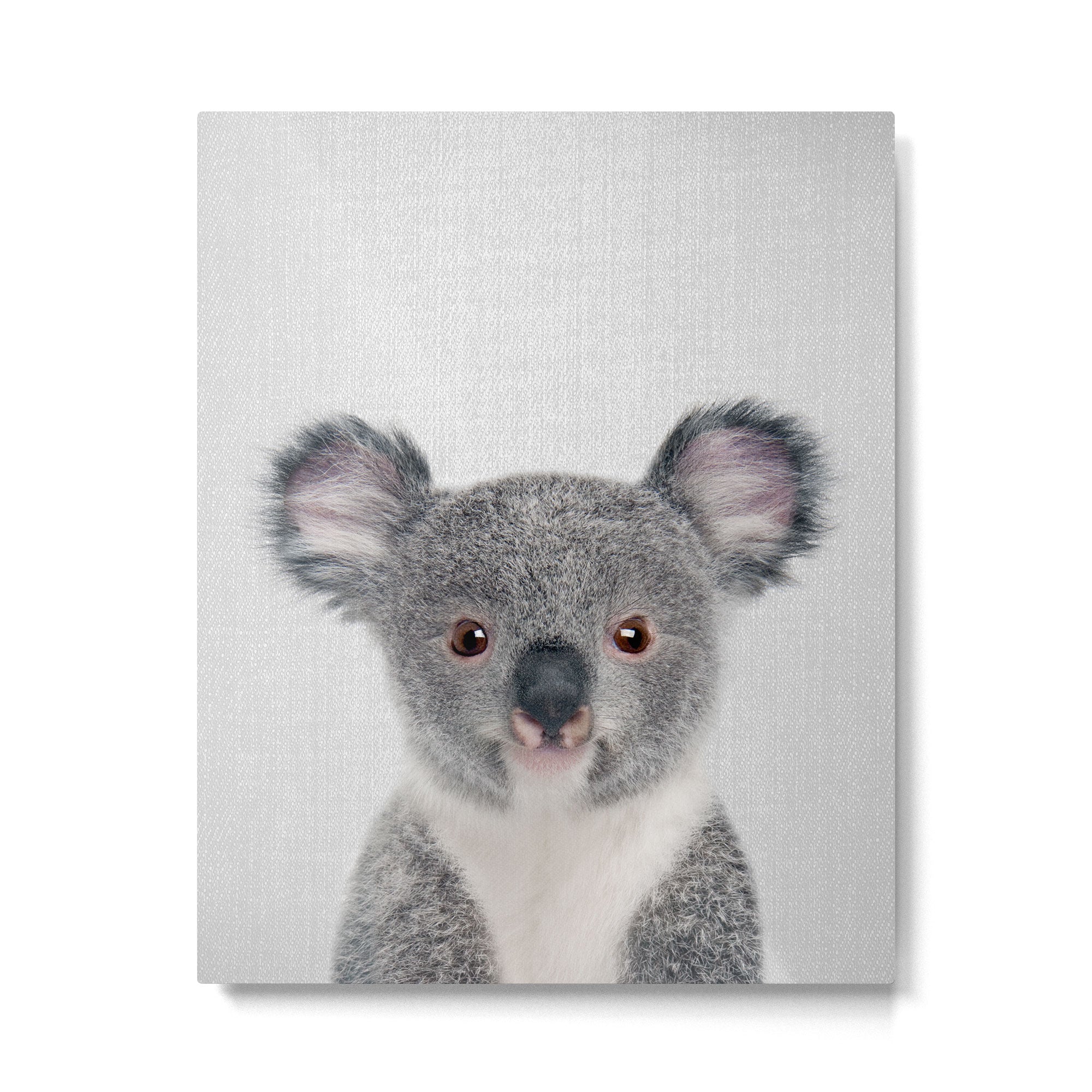 Baby Koala - Colorful Metal Print Gallery Image 6