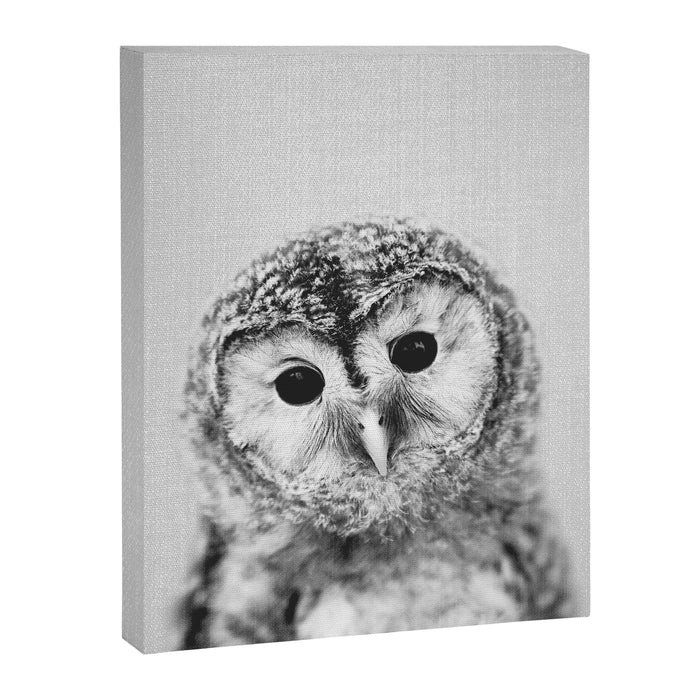 Baby Owl - Black & White Canvas Print Gallery Image 1