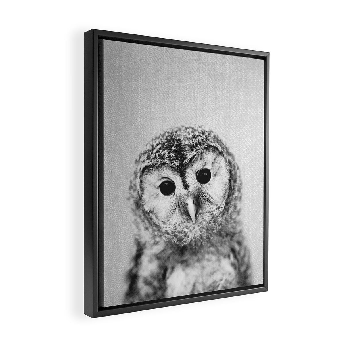 Baby Owl - Black & White Framed Canvas Print Gallery Image 2