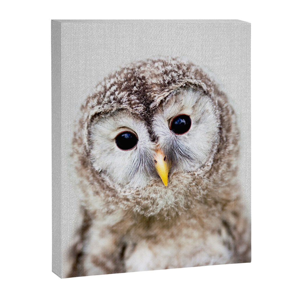Baby Owl - Colorful Canvas Print Gallery Image 8