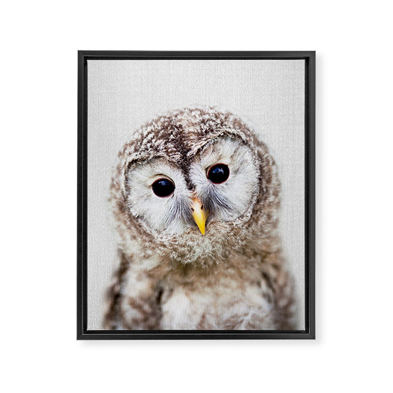 Baby Owl - Colorful Framed Canvas Print Gallery Image 8